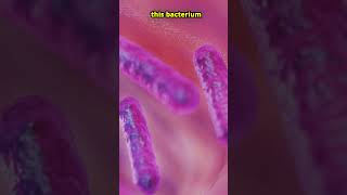 This Bacteria Poops Out Gold facts shorts bacteria gold biology [upl. by Middleton]