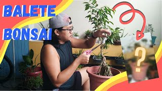 Puno ng Balete naman ang ating gawing bonsai  Bonsai for begginers  Bonsai journey [upl. by Avat]