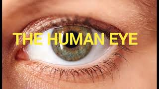 THE HUMAN EYES Simple Understanding of this organ [upl. by Amari]