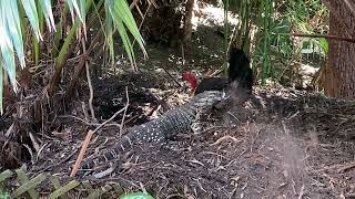 Brush Turkey v Lace Monitor [upl. by Assirual992]