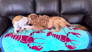 Goldendoodle vs Boxer [upl. by Pierson647]