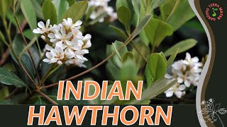 INDIAN HAWTHORN Information amp Growing Tips Rhaphiolepis indica [upl. by Osric]