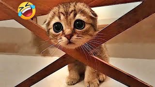 You Laugh You Lose😻🐶👋Funniest Dogs and Cats 2024🤣👋 [upl. by Anitnauq]