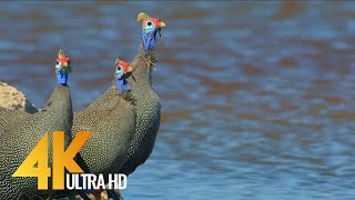 4K Amazing African Birds  African Wildlife Video with Birds Sounds  2 HRS [upl. by Yecniuq]