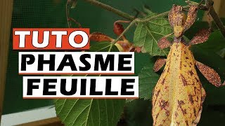 TUTO PHASME FEUILLE  Phasme Feuille Elevage  EUBLEPHARIS [upl. by Ambur602]