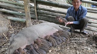 A herd of new wild boars was born Robert  Green forest life [upl. by Ayian]