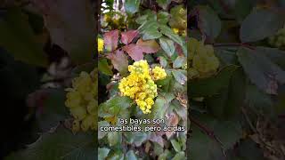 💛 Les COMPARTO datos de PLANTAS que me ENCANTAN  BERBERIS AQUIFOLIUM 💛 [upl. by Koziel]