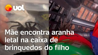 Aranhaarmadeira é encontrada em caixa de brinquedos mãe faz alerta e mostra como é o aracnídeo [upl. by Radnaskela]