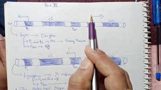 lytic and lysogenic cycle bacteriophage lamda CSIR NET Life science 2024 [upl. by Emilia]