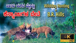 Life amp Death in the Wild  Witnessing a Wilddog Kill  K Gudi  BR Hills [upl. by Ziwot504]