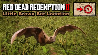 Little brown bat location  Red Dead Redemption 2 [upl. by Ayaladnot]