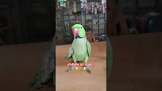 लॉलीपॉप का चक्कर😄🦜😂shorts comedy talkingparrot funny viralshort comedyshorts [upl. by Addi]