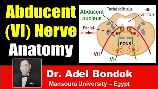 Abducent VI Nerve Clinical Anatomy Dr Adel Bondok [upl. by Eillah]