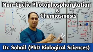 Non Cyclic Photophosphorylation  Chemiosmosis  Bioenergetics  11th Biology  MDCAT Biology [upl. by Sevik458]