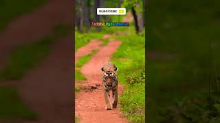 Mel Tiger most moment in tadoba [upl. by Georgia]