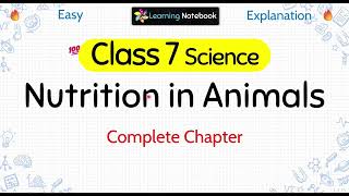 Class 7 Nutrition in Animals [upl. by Nonnaihr]