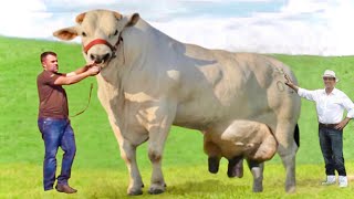 Chianina biggest cattle breed in the worldWorld recordItalyhuge cattle breeddocumentary [upl. by Anson701]