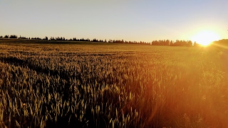 Sonnenuntergang SchnellbachHunsrück Mai 2017  Wonderful Sunset [upl. by Jasen]