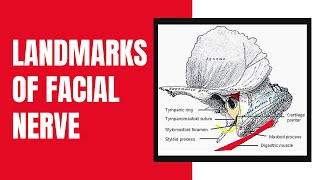 Landmarks of the Facial Nerve [upl. by Salokin]