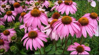 Echinacea purpurea Natures Miracle Plant Harvesting Dormant Roots For Propagation amp Tincture [upl. by Cash]