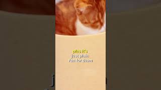 Why Do Cats Love Boxes cat facts [upl. by Boehike]