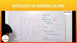 Histology of Adrenal Gland  Endocrine Histology  Amits Lectures  UHS  Histo made Easy [upl. by Yrovi]