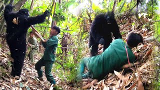 The battle between two hunters and King Kong is very dangerous Lý tiểu sử 7 [upl. by Leira355]