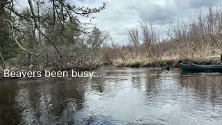 Pigeon River Michigan Canoeing [upl. by Jacquie934]