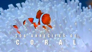 LOS ARRECIFES DE CORAL  El paraíso marino  mini documental tan natural [upl. by Gosney]