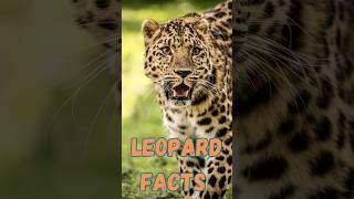 Leopard Secrets Masters of Stealth [upl. by Galanti]