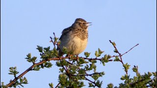 Singing Woodlark 2023 [upl. by Sapphera]