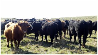 Cantal le rouge et le noir au lac de Vernols ou toute balade mérite Salers [upl. by Krell]