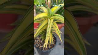 Sansevieria Blue Leaf Variegated from My 🌵 Collection [upl. by Ahsoem284]