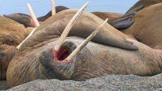 Laziest Walrus Colony Ever HD [upl. by Greenlee]