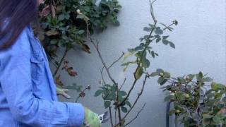 How to Prune Your Roses in 4 Easy Steps [upl. by Maggee]