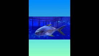 Dubai Aquarium 🐬🐟🐠 Dubai dubaiaquarium dubaiattractions dubaimall dubailife fish dubaishort [upl. by Neiv]