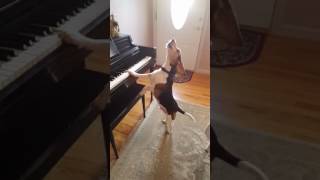 Buddy Mercury Sings Funny and cute beagle who plays piano [upl. by Wallach]