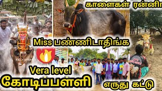 கோடிப்பள்ளி கிருஷ்ணகிரி எருது கட்டு காளைகள் ரன்னிங் பாகம் 1 Eruthukattu festival 2024 [upl. by Yddor264]