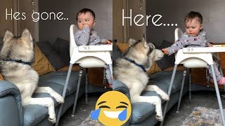 Will My Husky Steal The Baby’s Food GUILTY TRY NOT TO LAUGH CHALLENGE [upl. by Allyce]