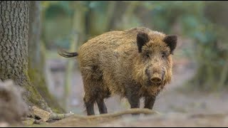 chasse aux sangliers 2019 face à face avec un gros sanglier wildboar hunting [upl. by Aretse]