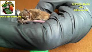 California Myotis intro and compared to Big Brown Bat [upl. by Llerred]