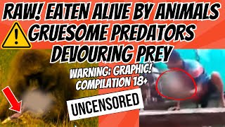 EATEN Alive By ANIMALS SHOCKING Animal Attacks Caught on Camera Compilation ⚠️Graphic Content [upl. by Aneelak]