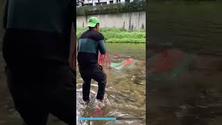 Easy catching huge catfish using net casting netfishing fishing fishingwithnet [upl. by Sharleen]