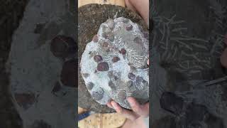 Quartzite Brachiopods block fossil prep [upl. by Joan]