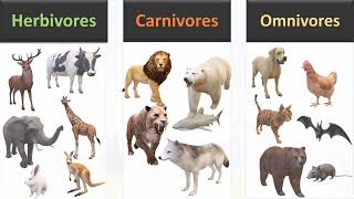 Herbivores Carnivores and Omnivores animals [upl. by Outhe]