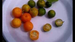 Weird Tropical Fruit Philippine Calamansi  Calamondin [upl. by Missie335]