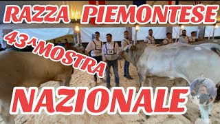 43Mostra Nazionale Bovini Razza Piemontese città di Fossano CN [upl. by Azitram]