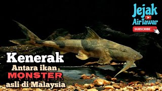 Spesies ikan kenerak di Malaysia [upl. by Mandi]