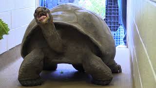 Meet Abrazzo the Galapagos Tortoise [upl. by Cart]