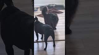 Tootsie the Frenchton trying to play with Gypsy the Maine coon frenchton mainecoon pets funny [upl. by Rabjohn620]